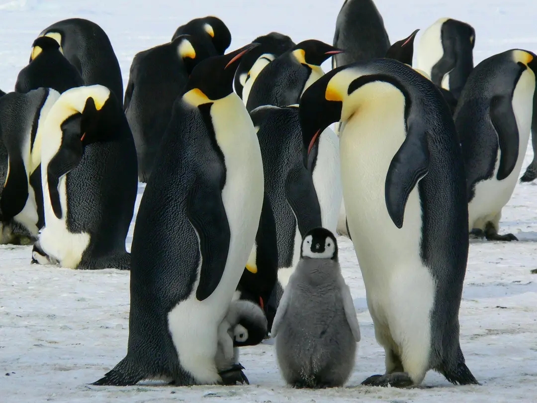 Emperor Penguin (Aptenodytes Forsteri)