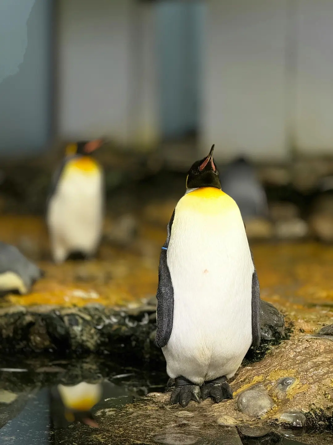 King Penguin (Aptenodytes Patagonicus)