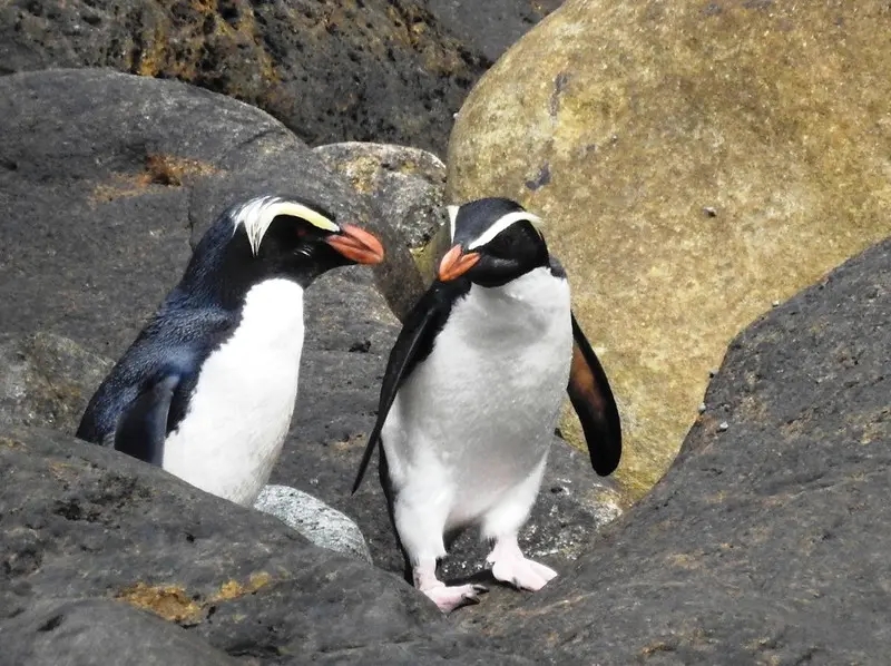 Fiordland Penguin (Eudyptes Pachyrhynchus)