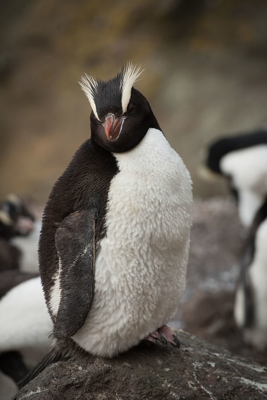 Erect-Crested Penguin (Eudyptes Sclateri)