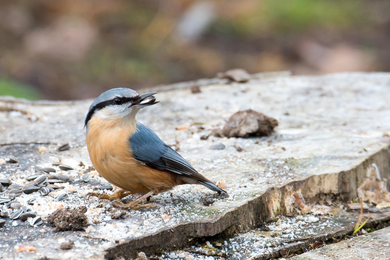 nuthatch-2103464_1920.jpg
