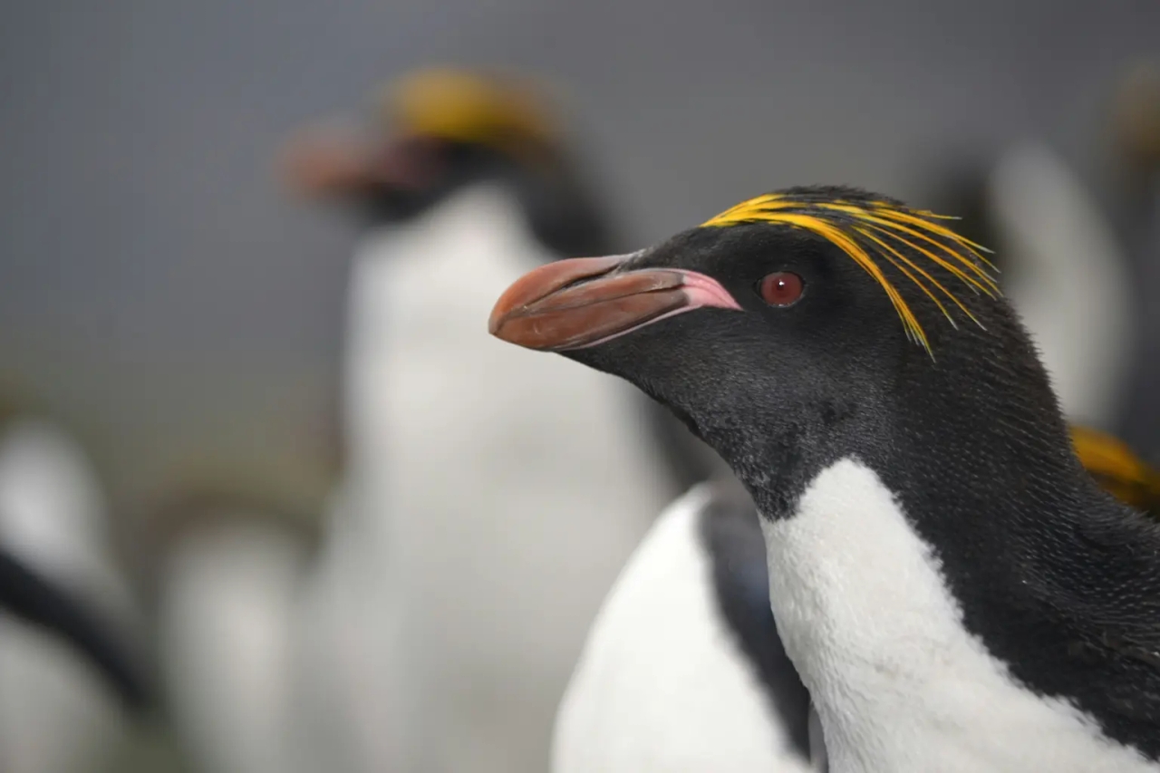 Macaroni Penguin (Eudyptes Chrysolophus)