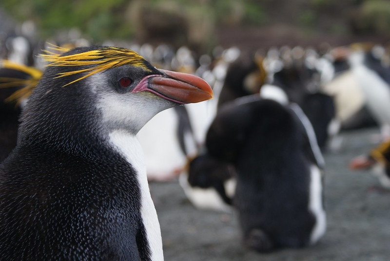 Kraliyet Pengueni (Eudyptes Schlegeli)