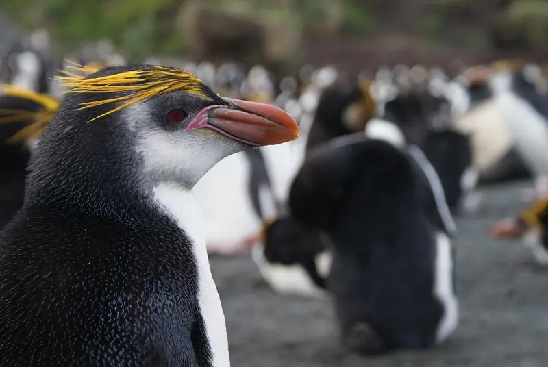 Royal Penguin (Eudyptes Schlegeli)