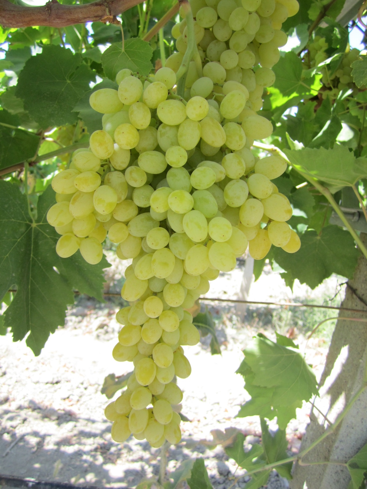 Manisa Sultani Çekirdeksiz Üzümü