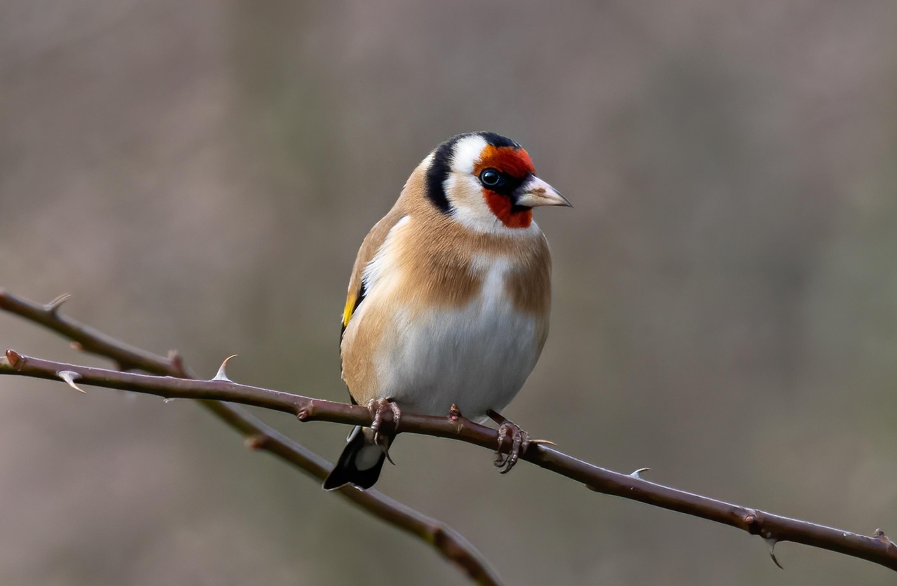 Saka Kuşu (Carduelis carduelis)
