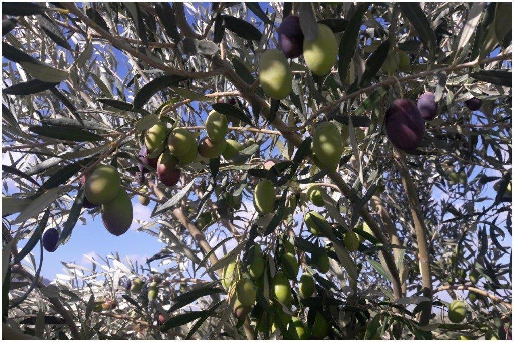 Büyükbelen Tekir Zeytini