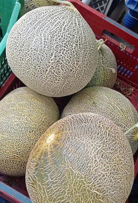 Sındırgı çıtır kavun