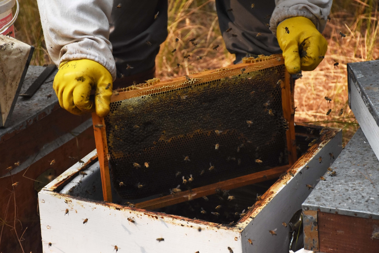 muğla çam balı 2 aa.jpg