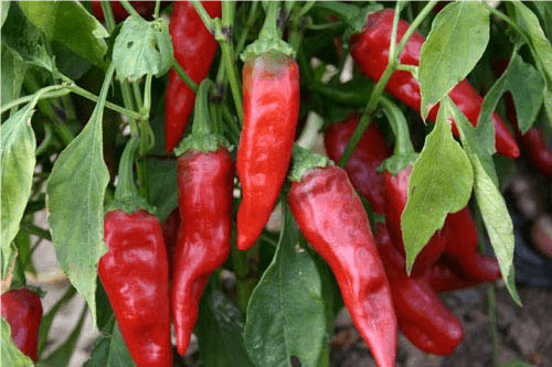 İslahiye Biberi.png