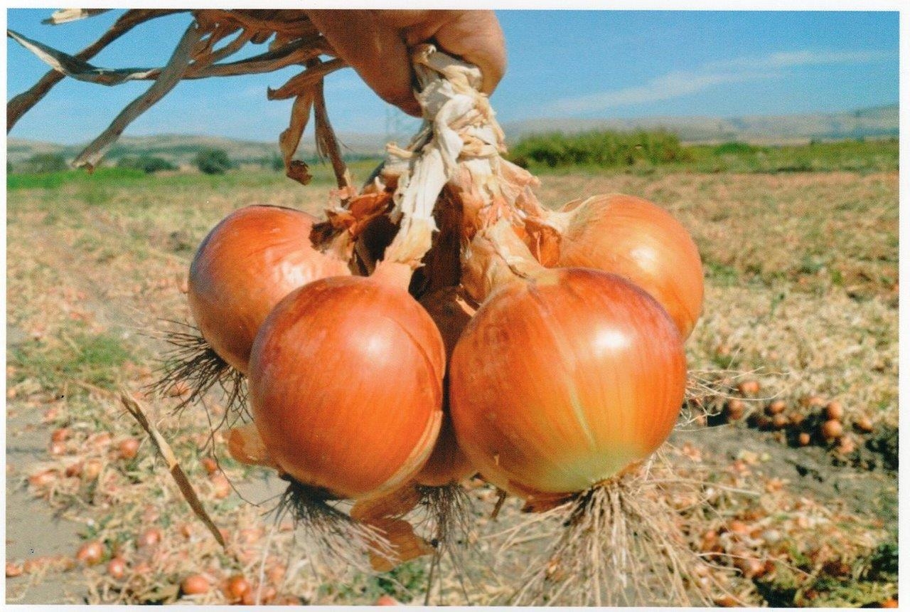 Suluova Soğanı.jpeg