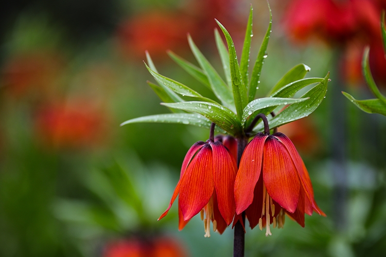 Ters Lale (Fritillaria imperialis)