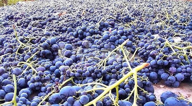 Karaman Ekşikara Üzümü