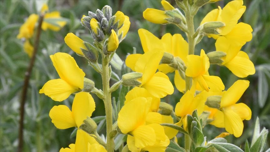 thumbs_b_c_66018077787c2923a065751cd5947aec (2).jpg