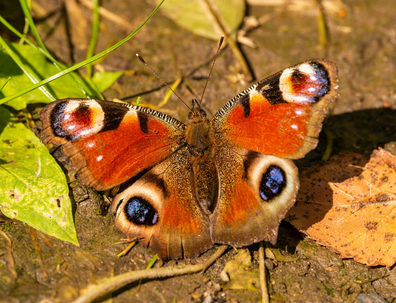 Tavus kelebeği (Peacock butterfly)