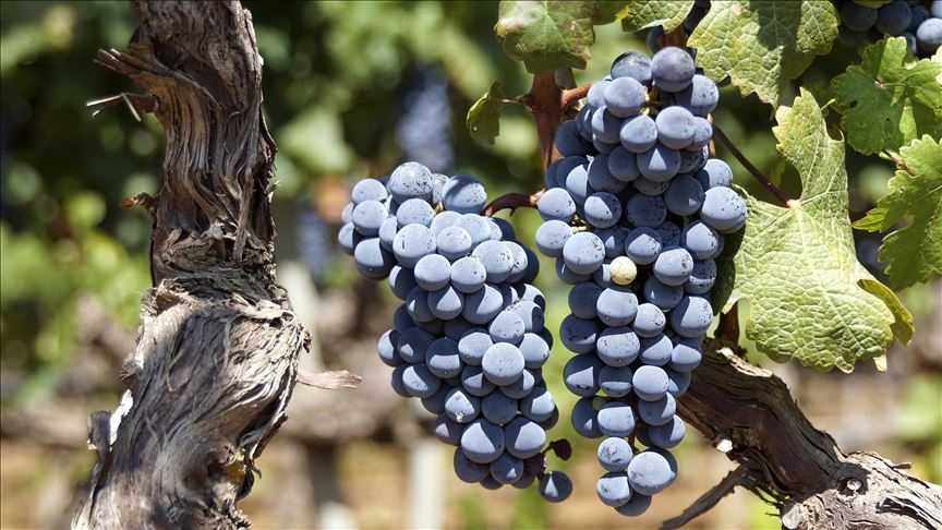 Elazığ Boğazkere Grape