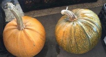 Bolu Kara Kabağı.jpeg