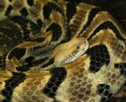 Bayağı Çıngıraklı Yılan (Crotalus horridus)