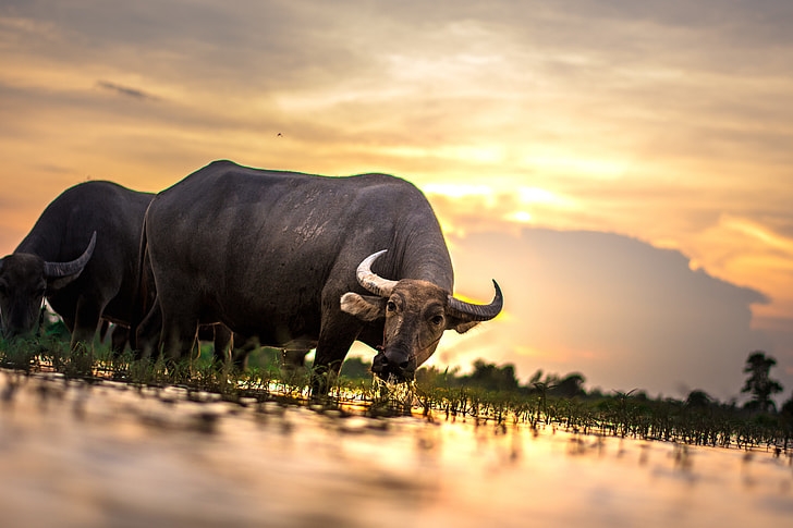 buffalo-outside-of-the-house-thailand-countryside-preview.jpg