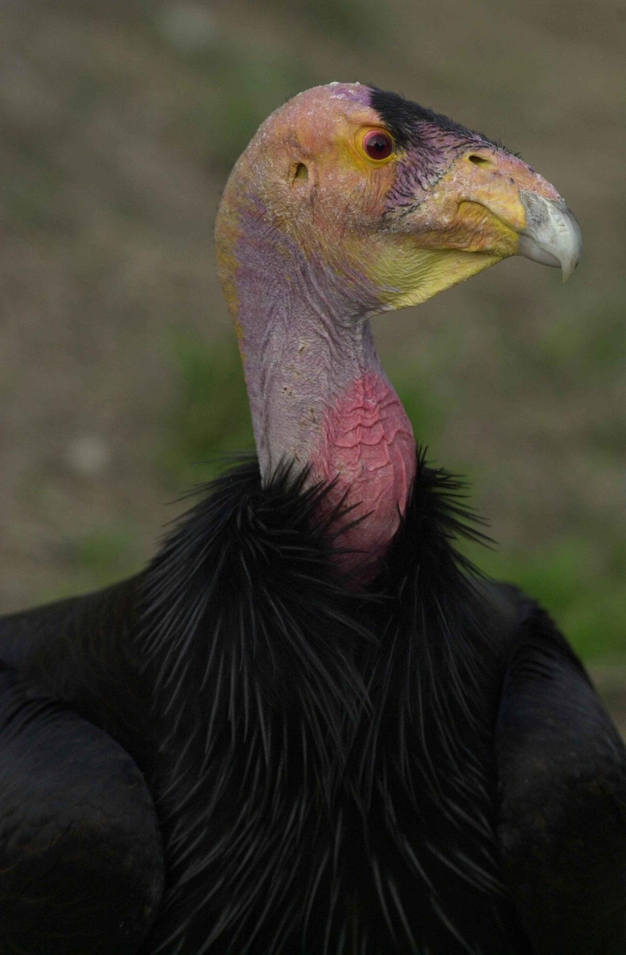 california-condor-face-head-gymnogyps-californianus.jpg