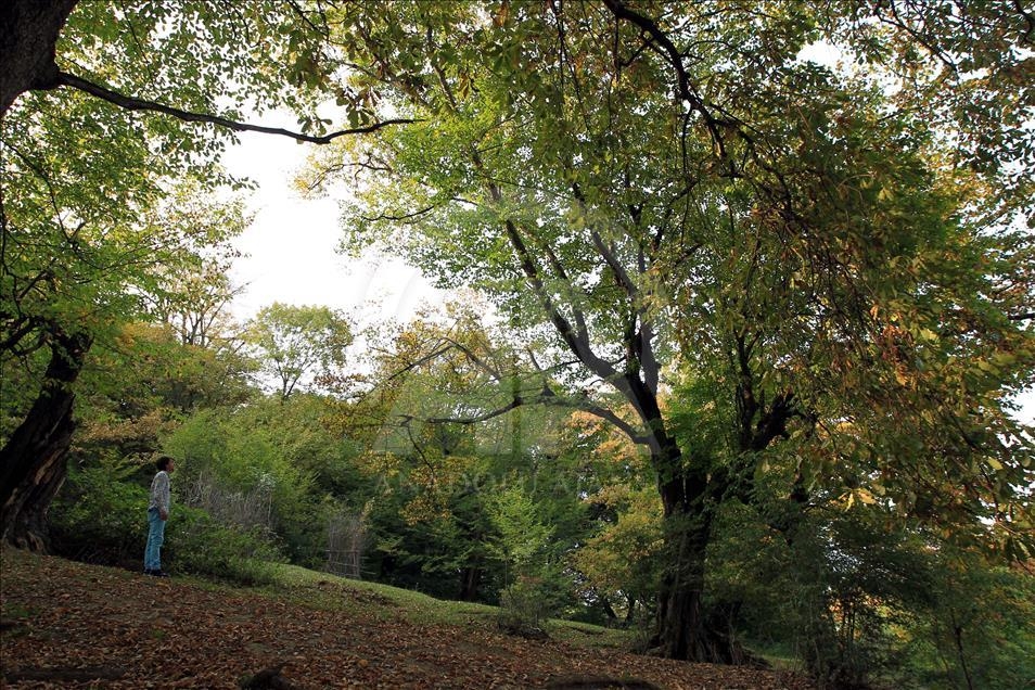 orman günü kart.jpg