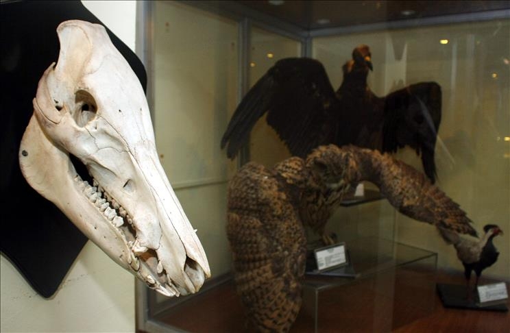 Eskişehir Zooloji Müzesi