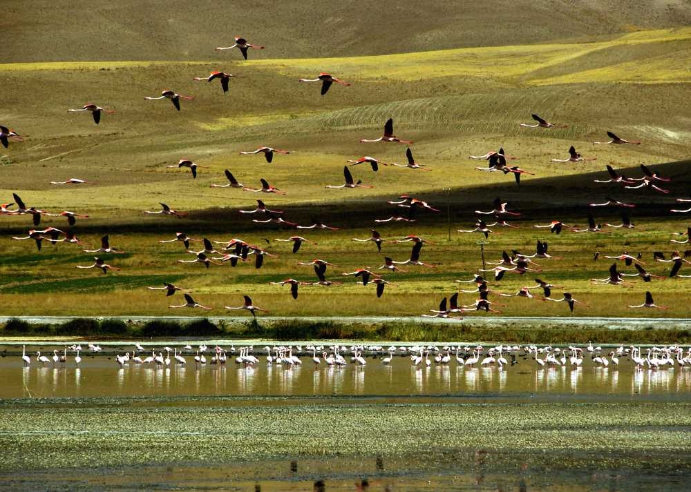 20181213093930157_ERCEK GOLU FLAMINGOLAR 2.jpg