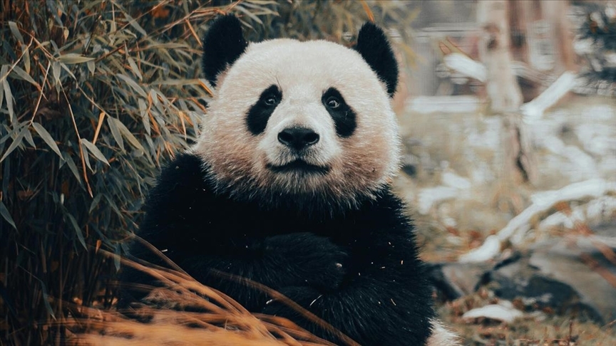 Panda Diplomasisi