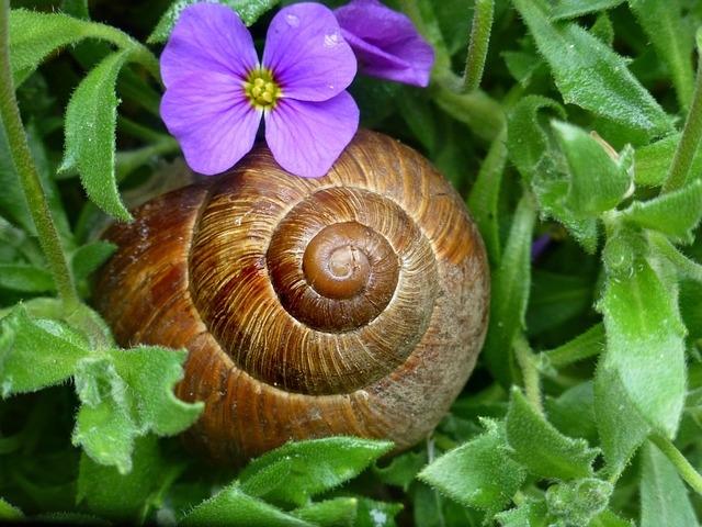 Roma Salyangozu (Helix pomatia)