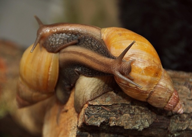 Dev Afrika Salyangozu (Achatina fulica)