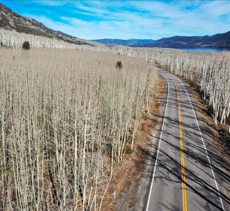 Pando (Populus Tremuloides)