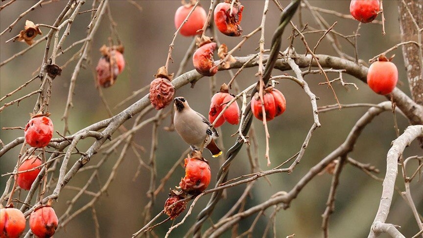 İpekkuyruk (Bombycilla garrulus)