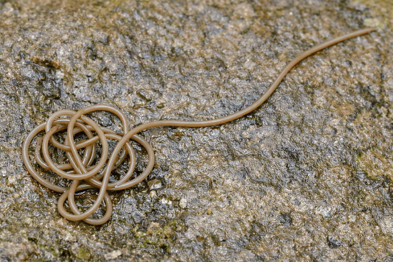 At Kuyruğu Kurtları (Nematomorpha)