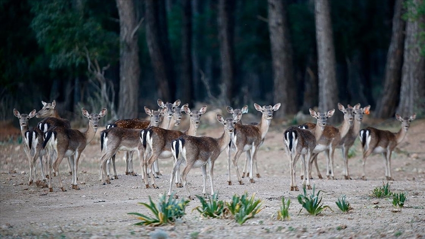 Alageyik (Dama Dama)