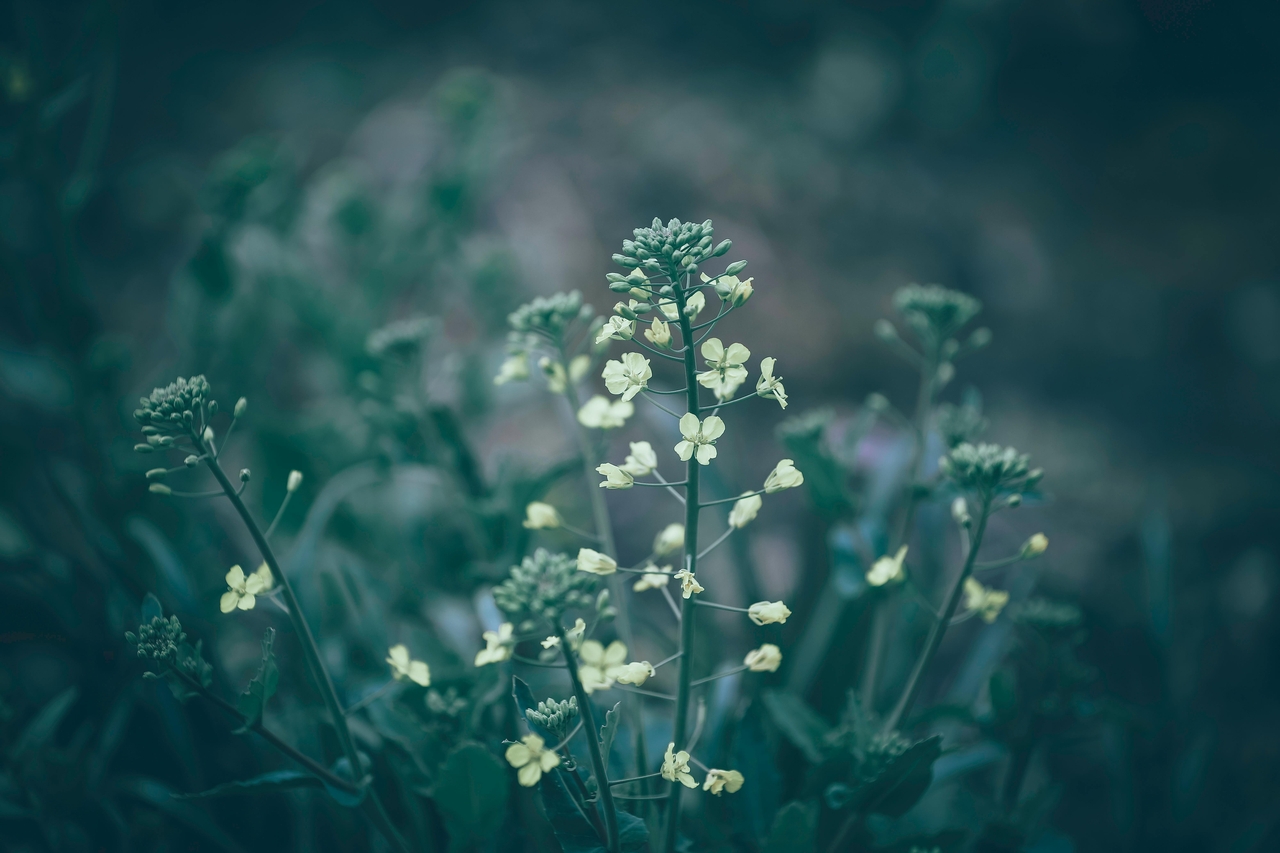 Çoban Çantası (Capsella bursa-pastoris)