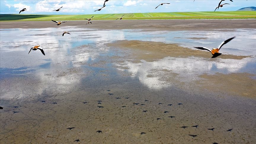 Kuyucuk Kuş Cenneti (Kars)