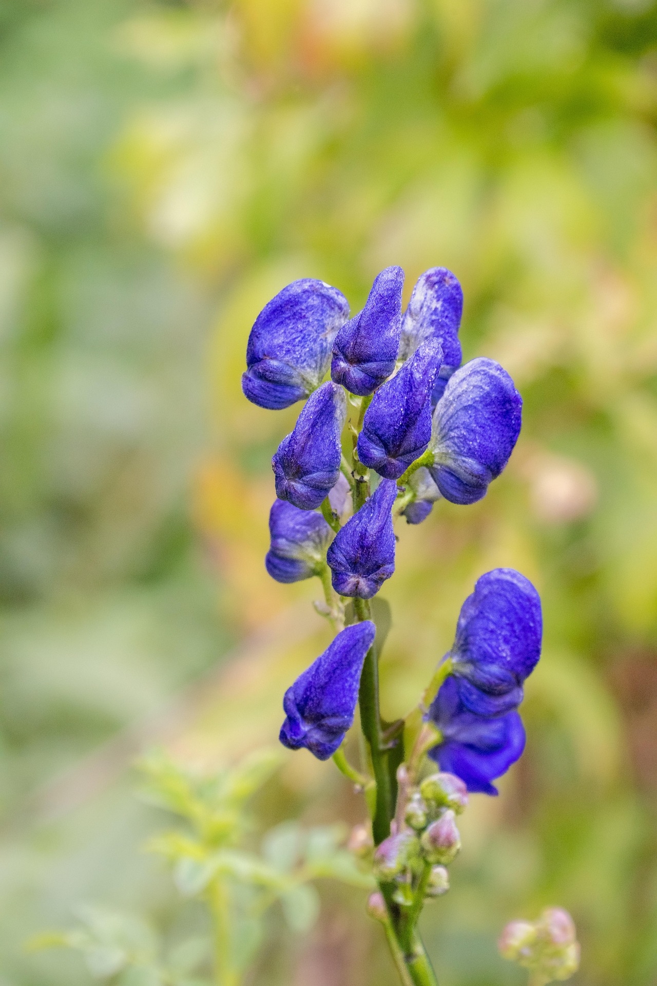 Kurtboğan (Aconitum napellus)