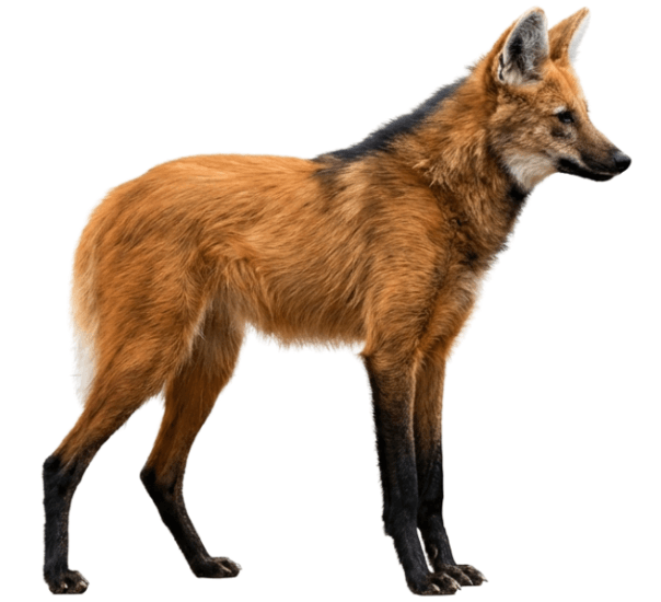 Yeleli Kurt  (Chrysocyon brachyurus)