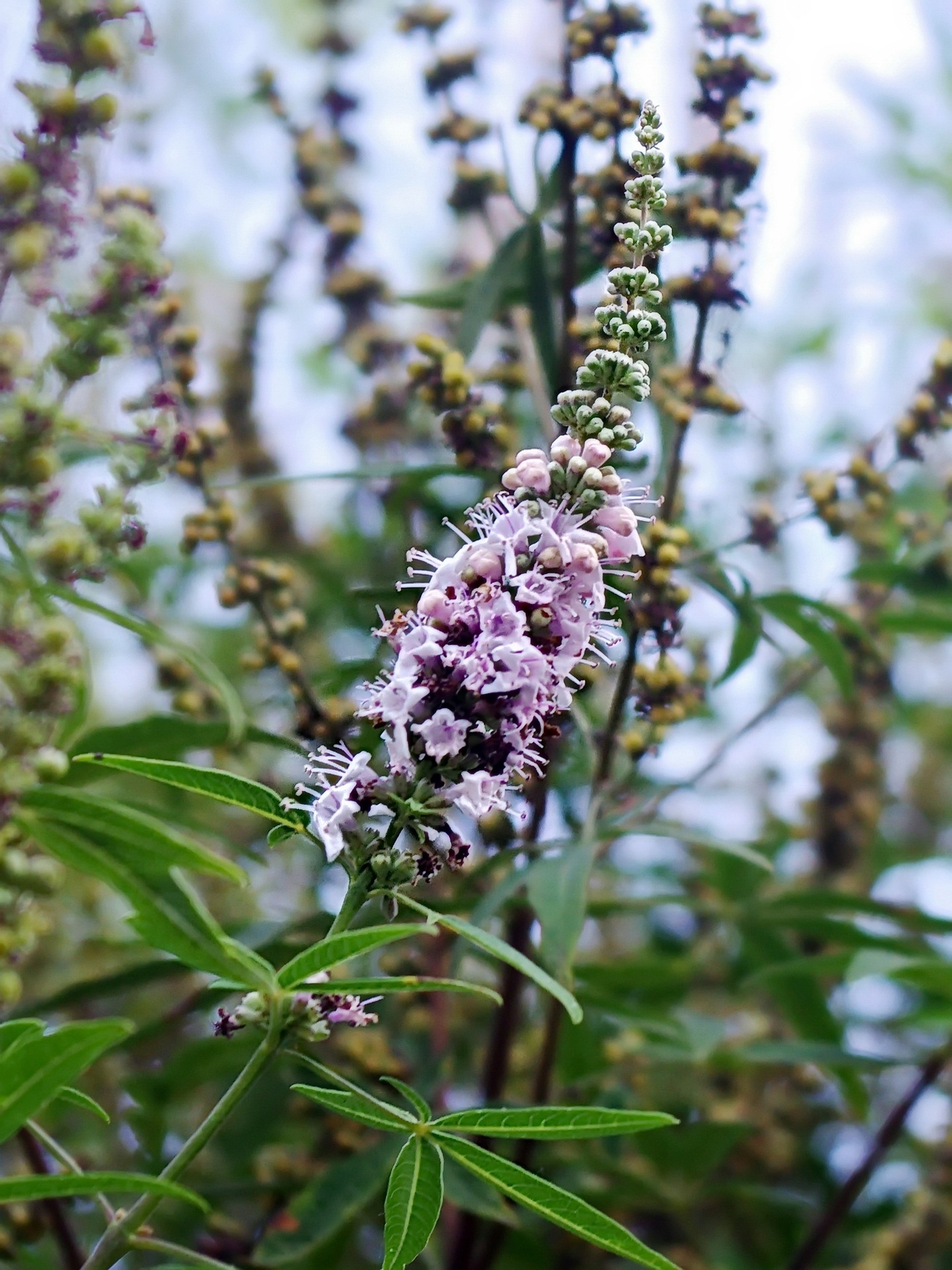 Hayıt (Vitex agnus-castus)