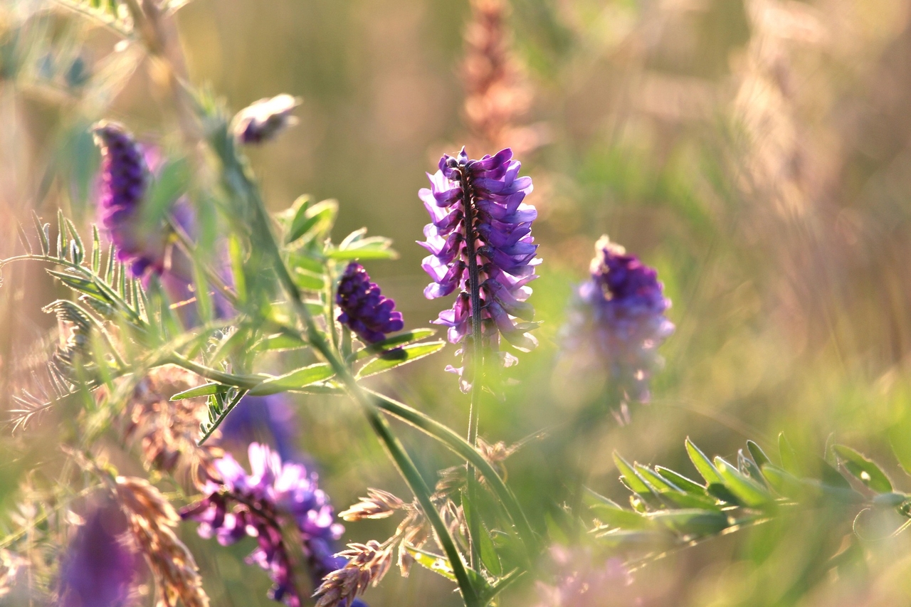 kriemer-skullcaps-6609704_1920 (1).jpg