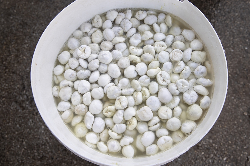 DAĞ SAKIZI (AA).jpg