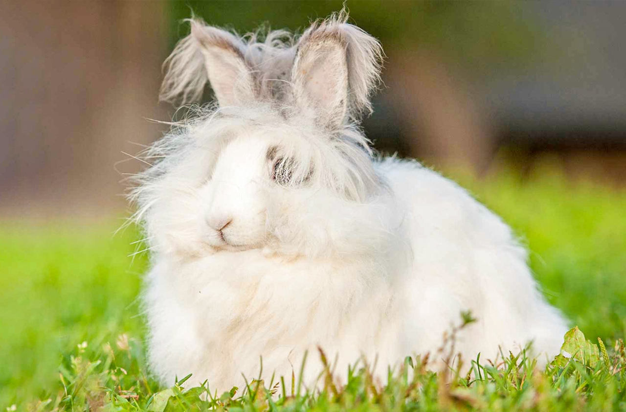 Ankara (Angora) Tavşanı