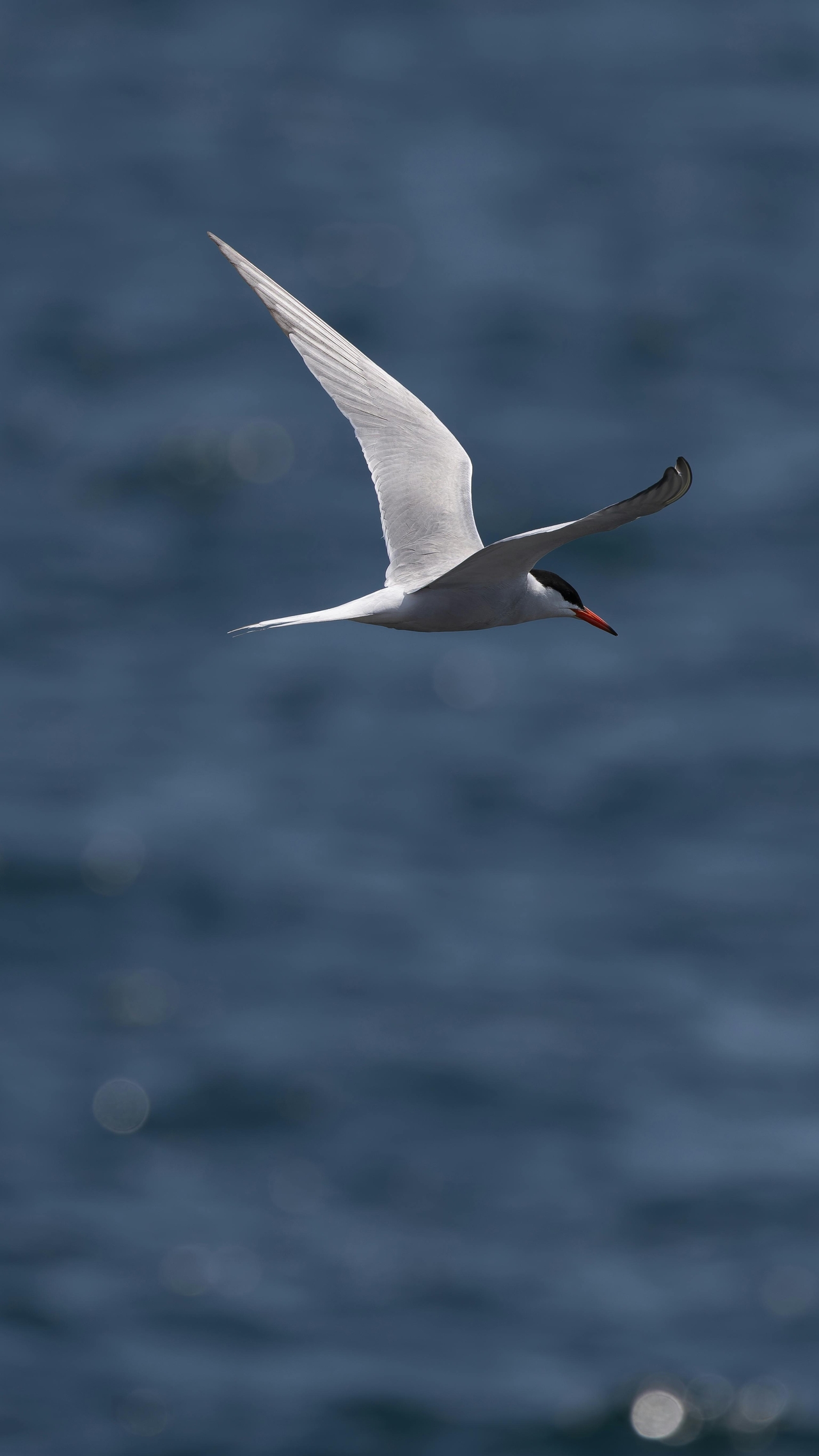 arctictern.jpg