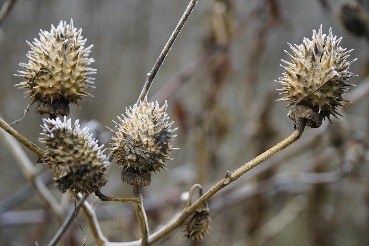 Boru Çiçeği (Datura stramonium)