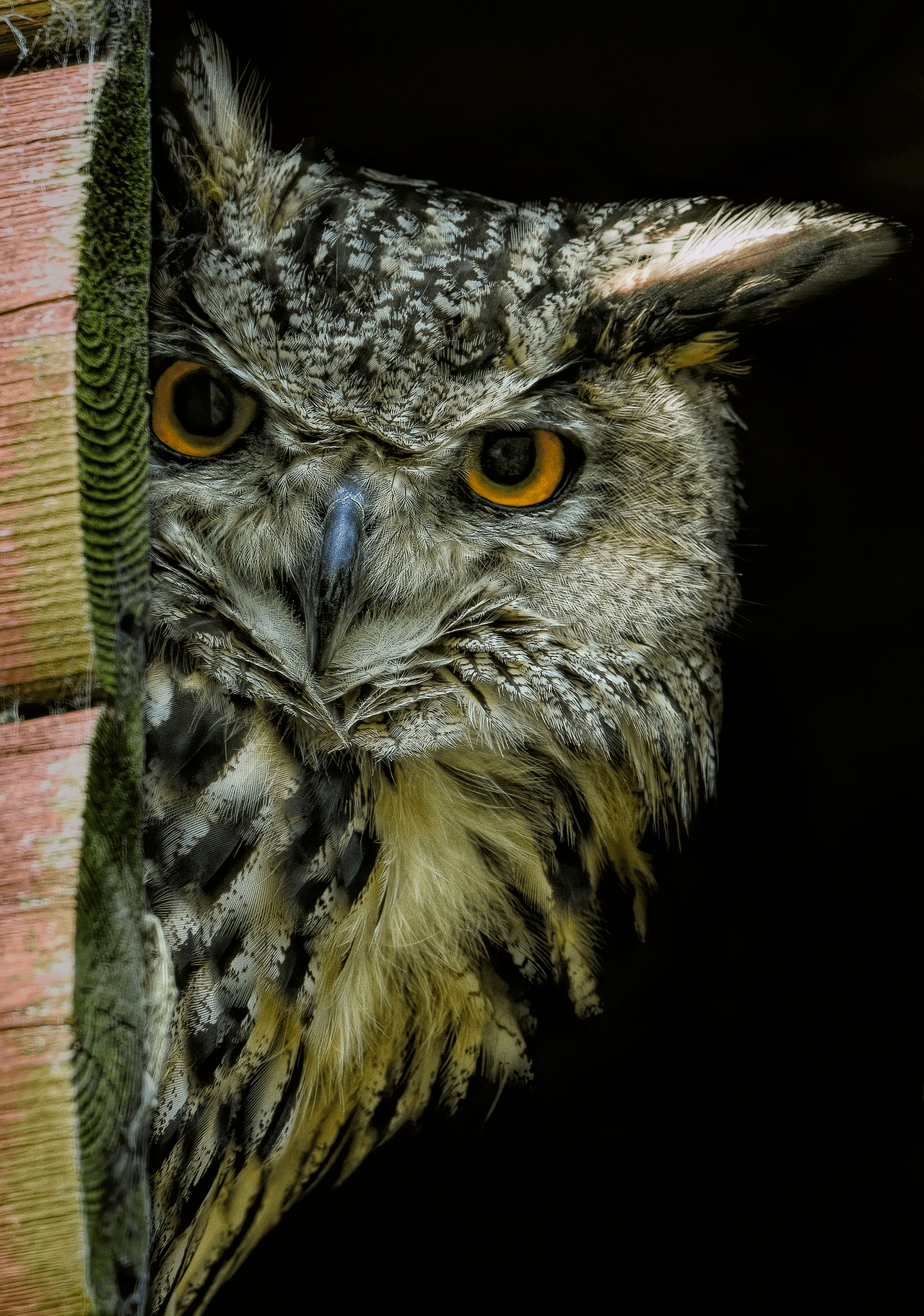 Puhu Baykuşu (Bubo bubo)