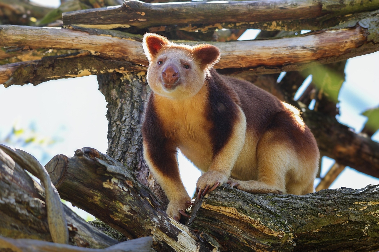 c4er-tree-kangaroo-8842796_1920.jpg