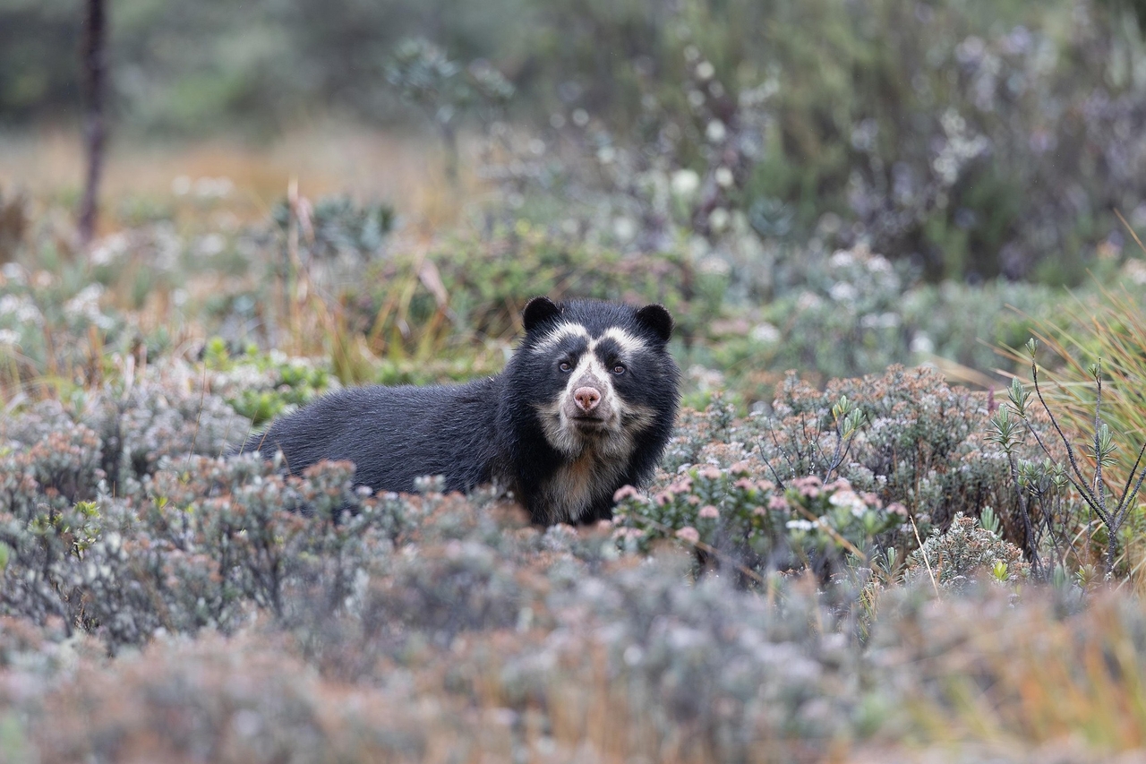 keishpixl-spectacled-bear-9091781_1920.jpg