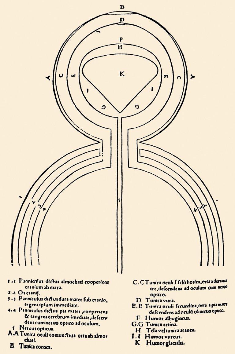İbn Sînâ’nın el-Ḳānûn fi’ṭ-ṭıbb’ının 1544’te basılan Latince nüshasındaki göz anatomisine dair çizim