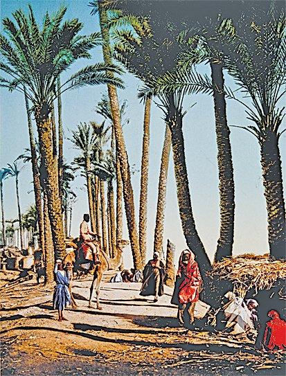 XX. yüzyıl başlarında Mısır’da palmiyeler arasında bedevîleri gösteren bir fotoğraf (İÜ Ktp., Albüm, nr. 90402)