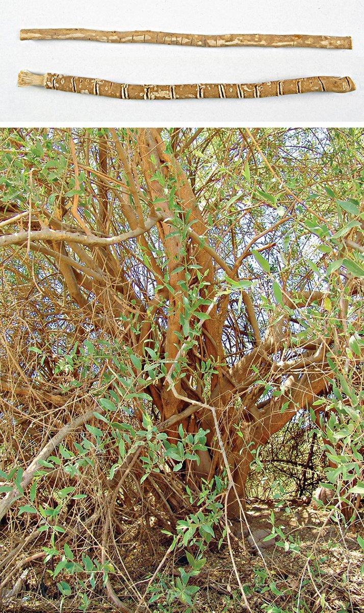 Dallarından misvak yapılan erâk ağacı ve misvak olarak kullanılmak üzere hazırlanan çubuklar